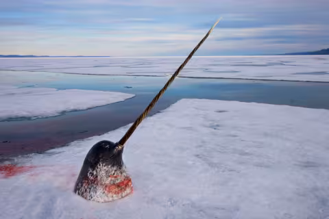 21Paul_Nicklen