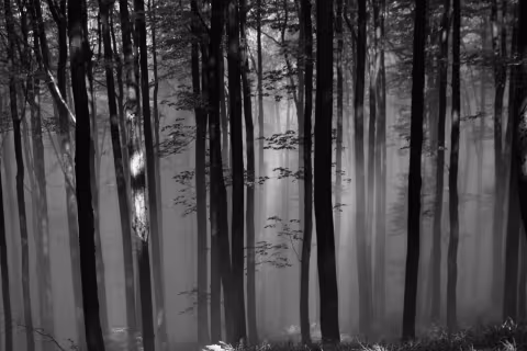 Dark Wood