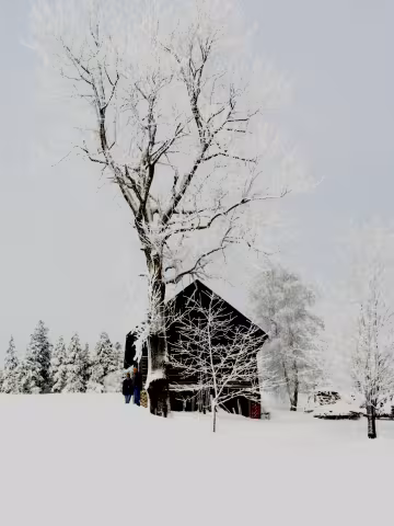 zima