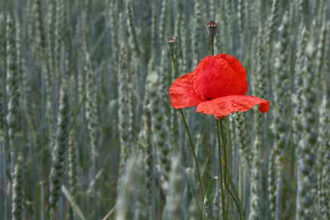 Makulenka