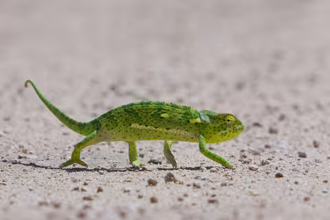 Botswana