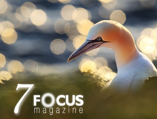 7. FOCUSmagazine fotografický časopis