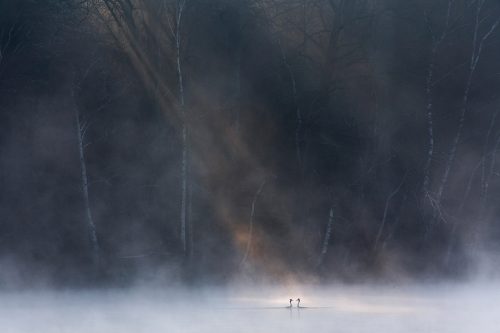 Hasselblad Masters' Competition David Peskens, Winner 2016 Wildlife